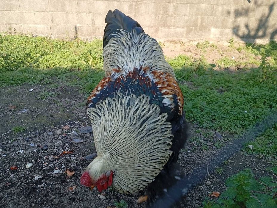 ovos galados e pintos Jersey gigante e White Face Spanish