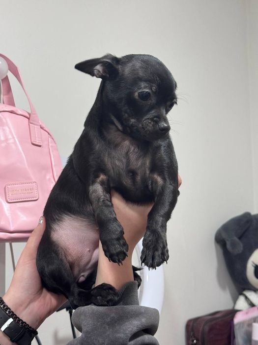 Цуценята чіхуахуа