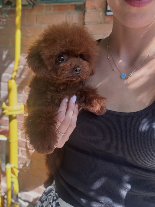 Дівчинка той пудель китай