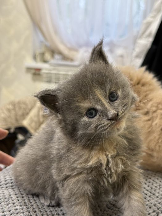 кошенята Мейнкун