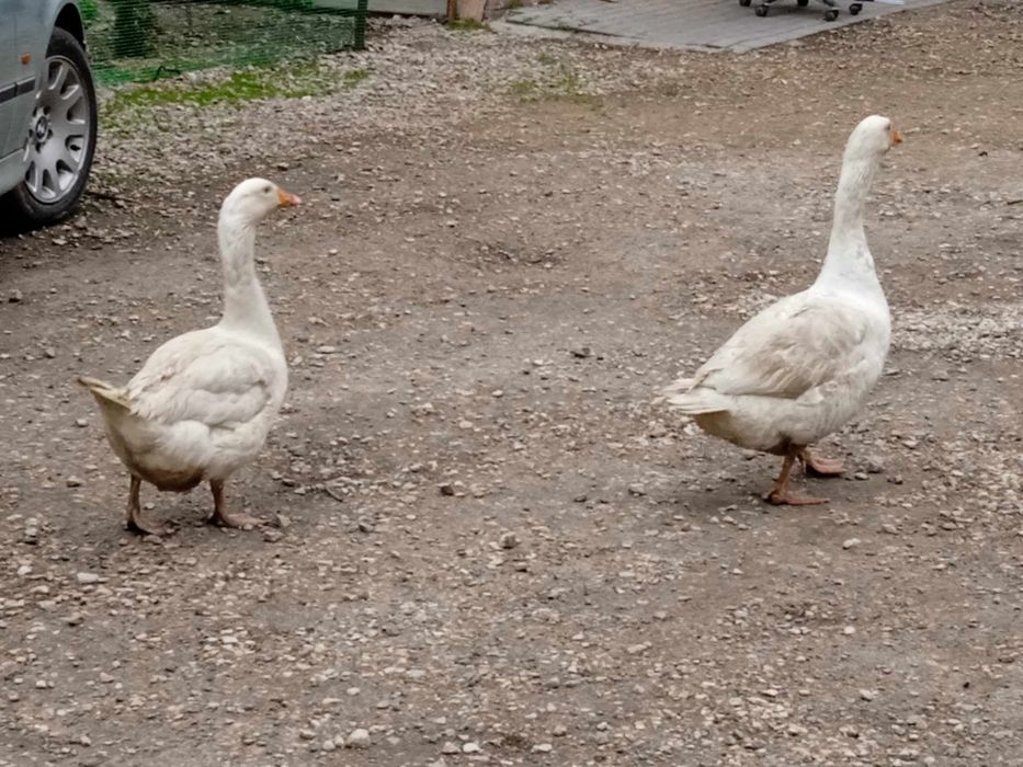 Gęsi dorosłe białe