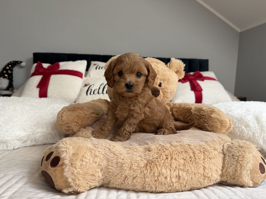 Cavapoo f1b piesek