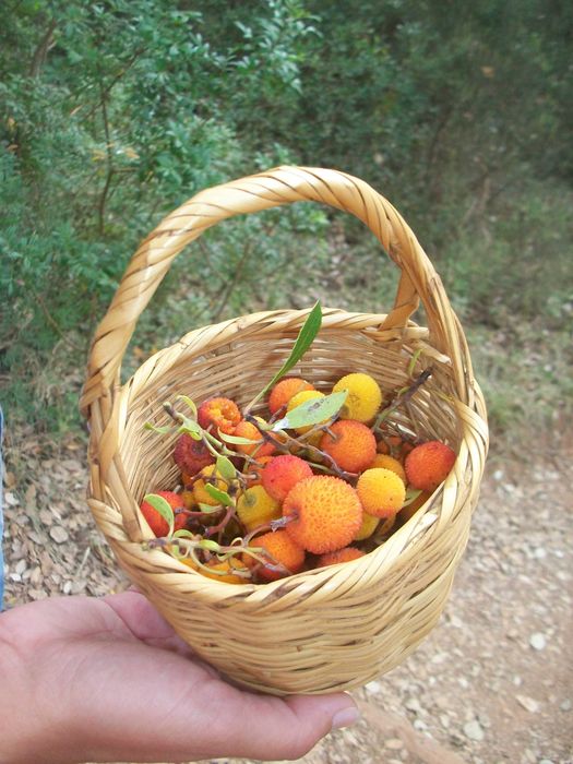 Terreno (Property) 24 Hect . Cortiça (Cork). Bx Alentejo. Algarve