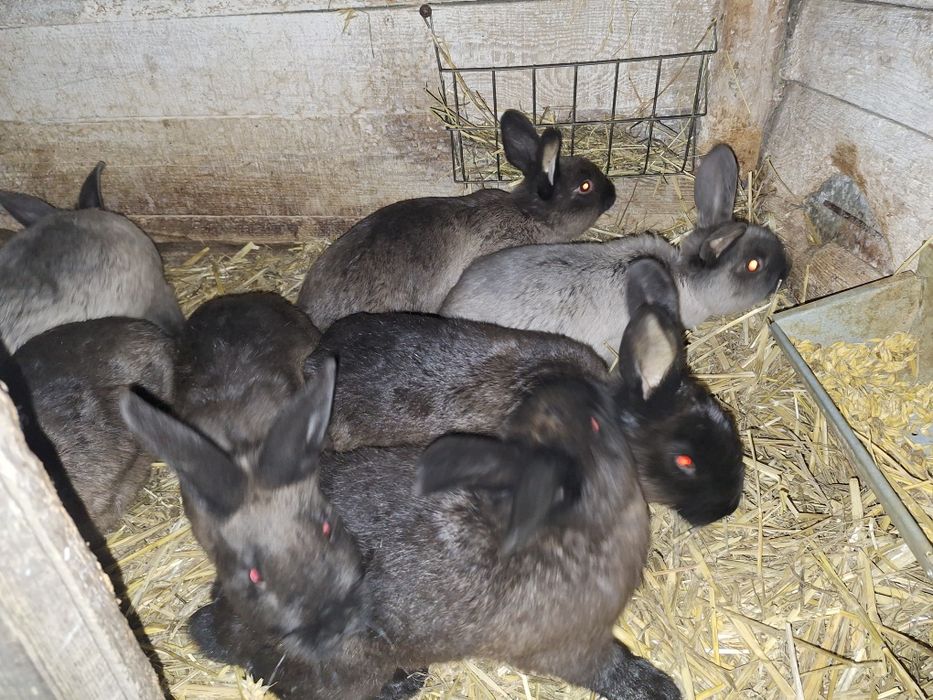 Młodzież Kuny wielkie króliki