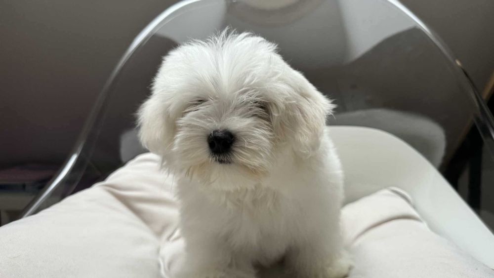 Mini Piesek Maltańczyk z Rodowodem Chipem