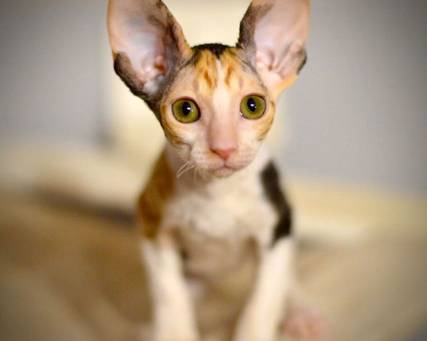 Koteczka Cornish rex