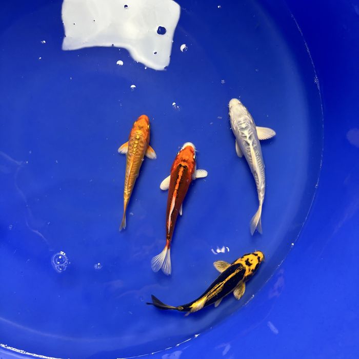 Karpie koi import 2026 - WYSYŁKA Szczecin