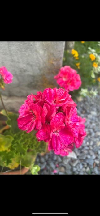 Квіти для душі і радості