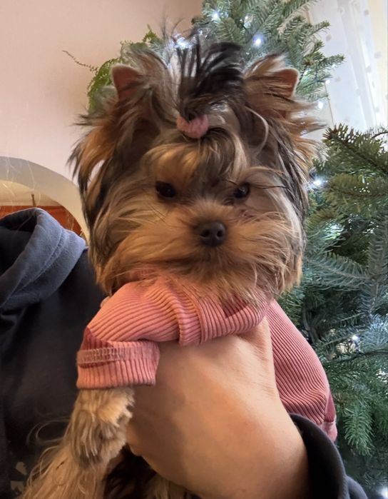 Yorkshire Terrier Malutka Śliczna dziewczynka FCI ZKwP /Bydg.
