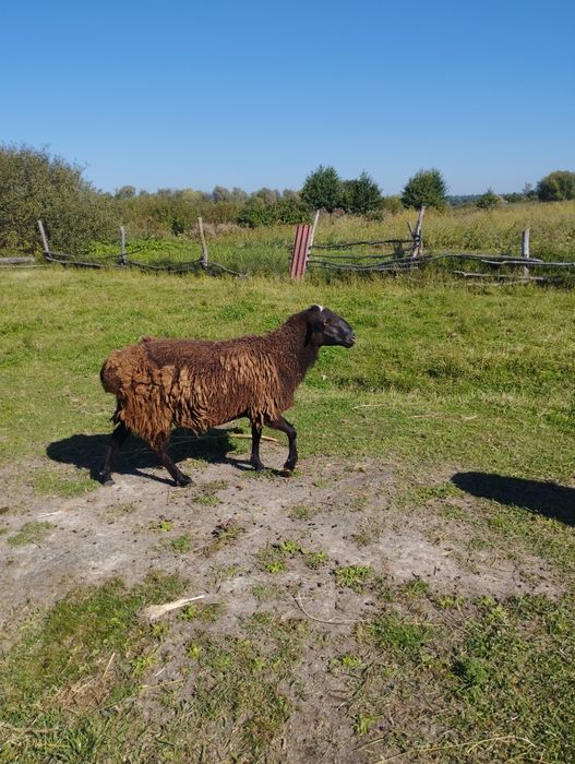 Курдючного барана