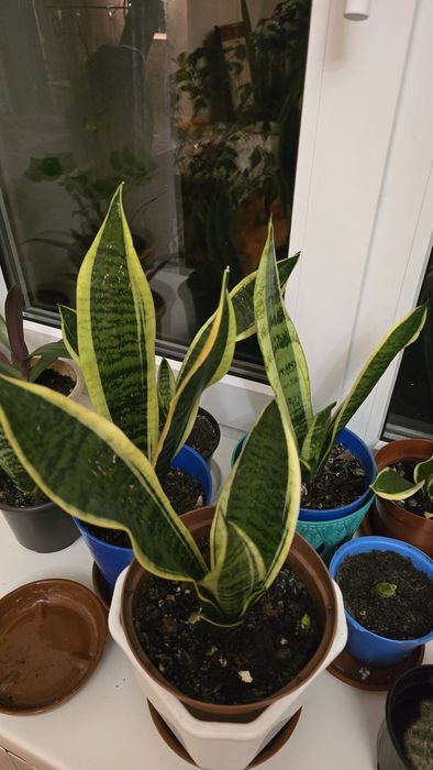 Сансевієрія/Сансев'єрія