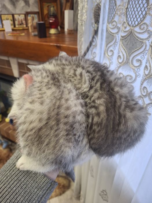 Продам   кошення