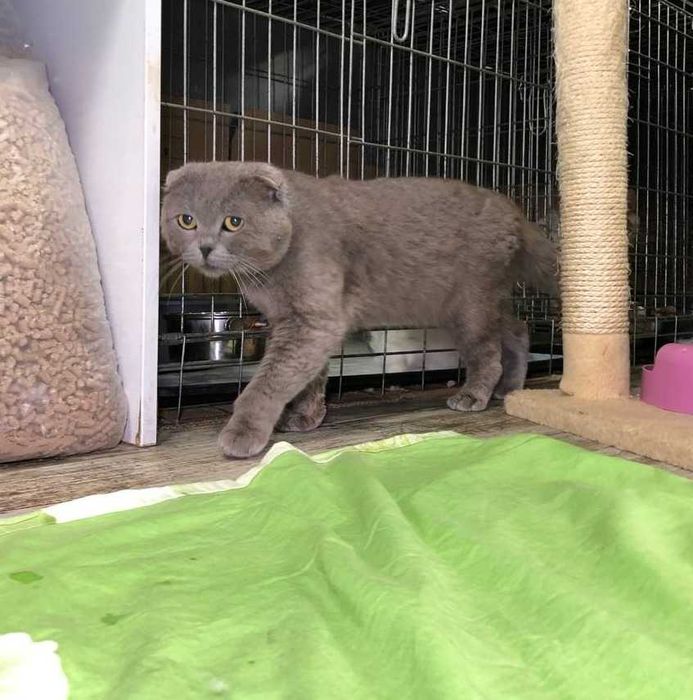 Дивовижний красень! шотландський висловухий котик Яша
