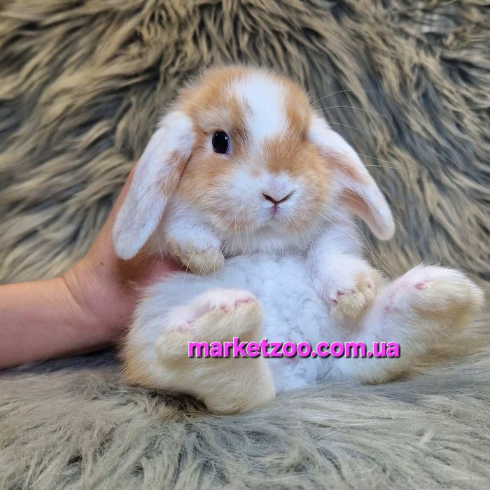 Карликовий висловухий баранчик міні кролик карликові міні кролики