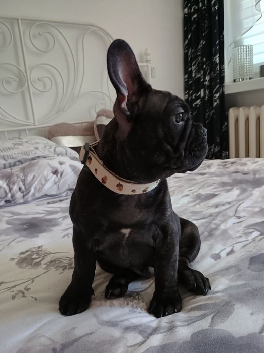 Buldog Francuski Marengo piesek Carlos