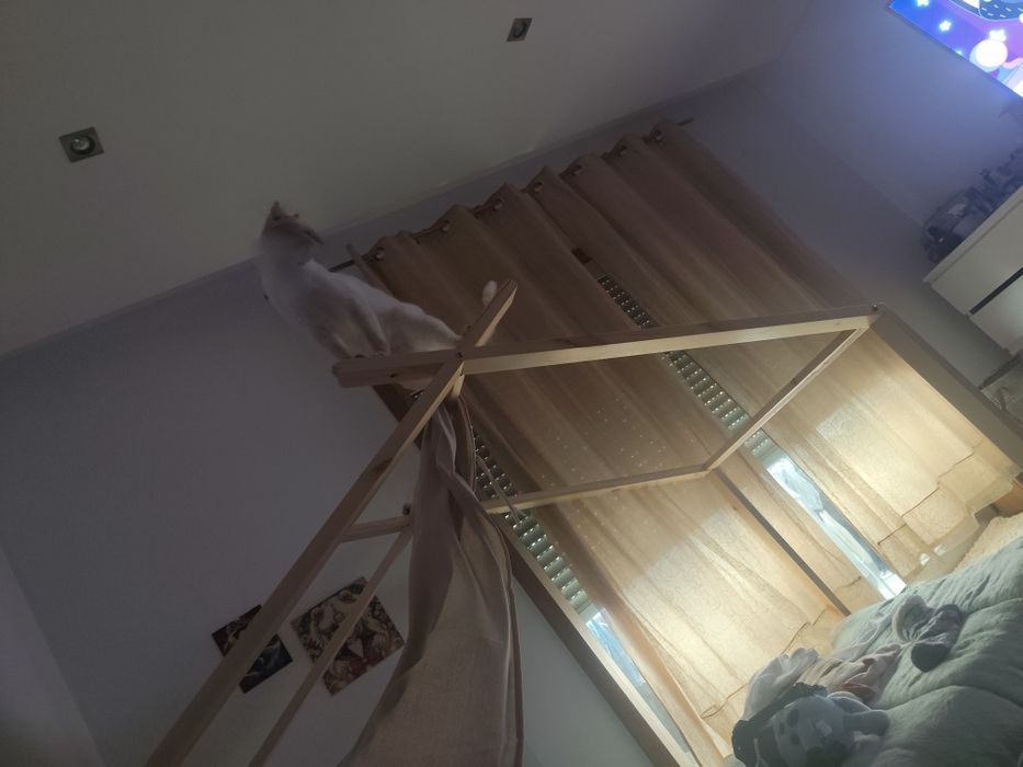 Gatinho 1 ano adoção responsável