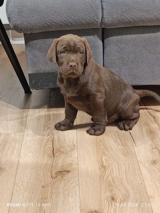 Labrador Retriever czekoladowy szczeniak