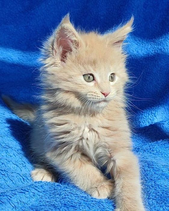 Котята мейнкуны кошечки и котики