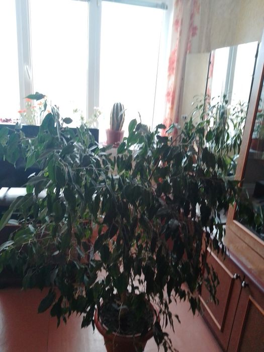 Фікус Бенджамино