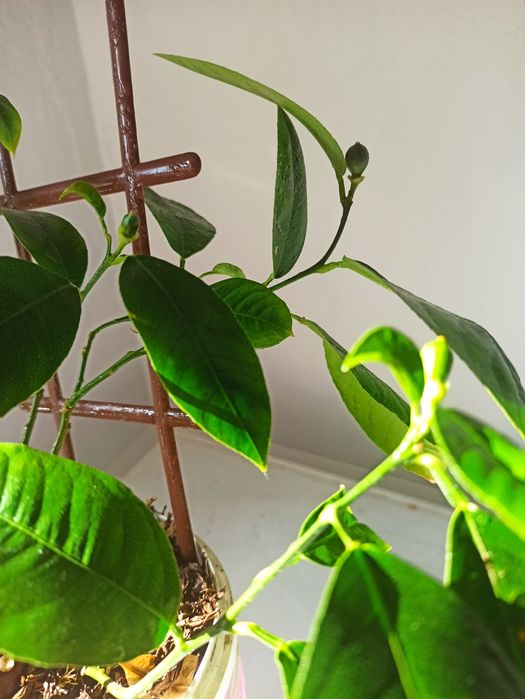 Саджанець лимон Майєра