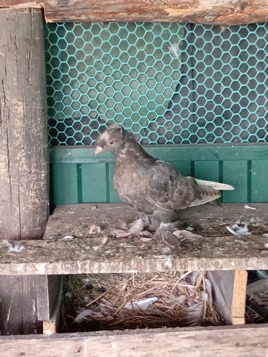 Продам голубів Туркоти