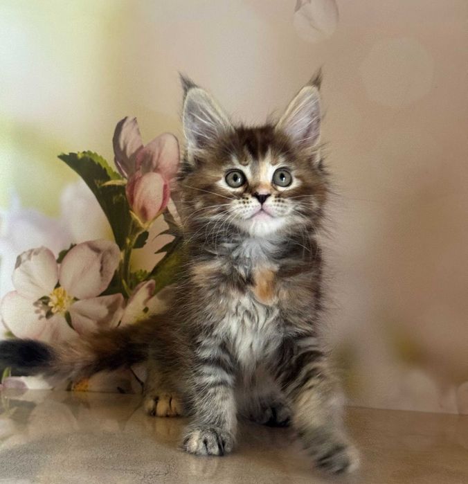Koteczka Maine Coon Blair