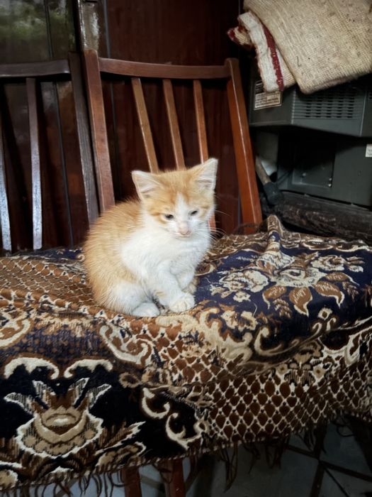 Кошенята котики коти