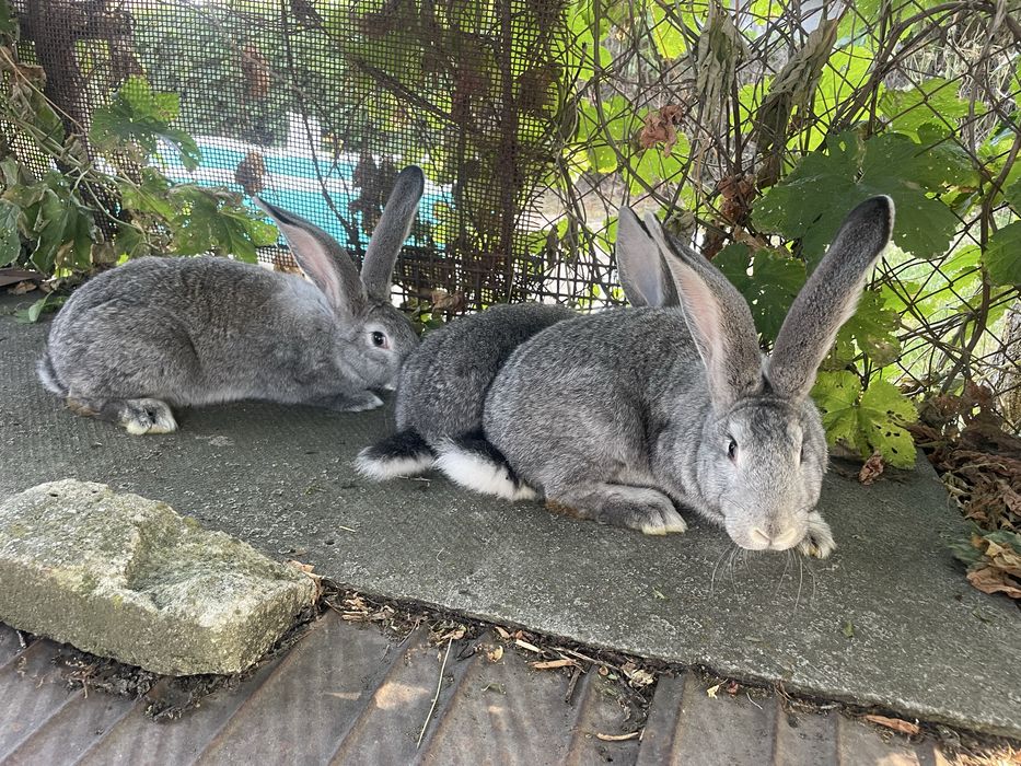 Продам кролиць.