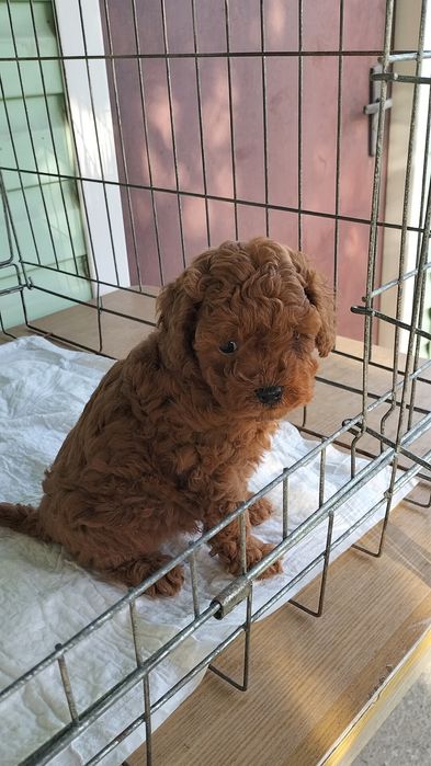 Щенята Той Пудель