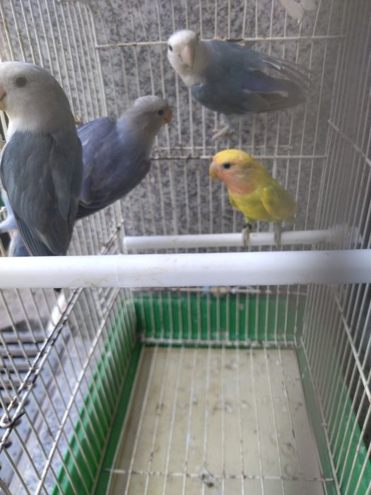 Agapórnis variados