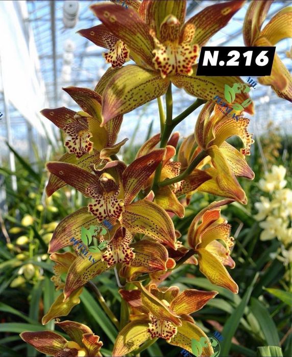 Orquídeas de Coleção a 9,50€ com 3/4 bolbos prontas a florir