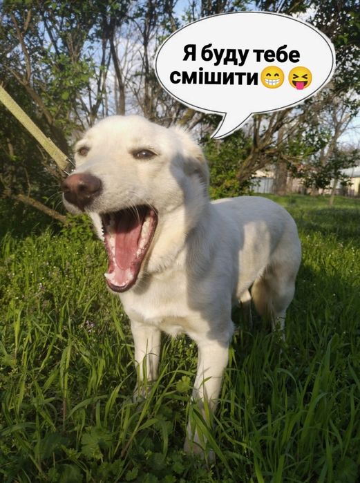 Я очень жду своих хозяев!