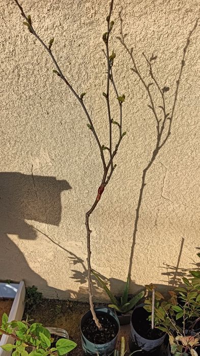 Amoreira amora preta