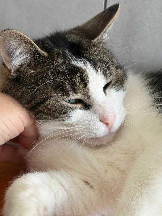 Kot Pierzynek szuka domu -schronisko Bełchatów-aktualne