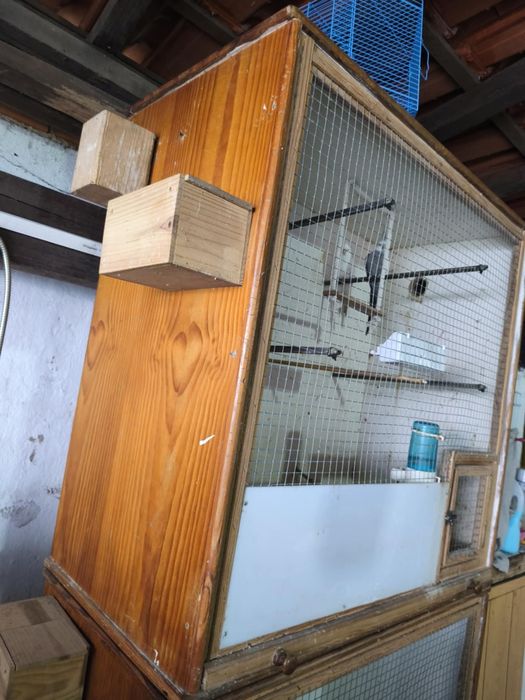 Caturras e viveiros (preços no anuncio)