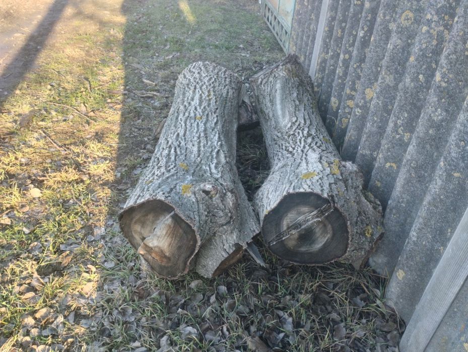 Продам стовбура горіха