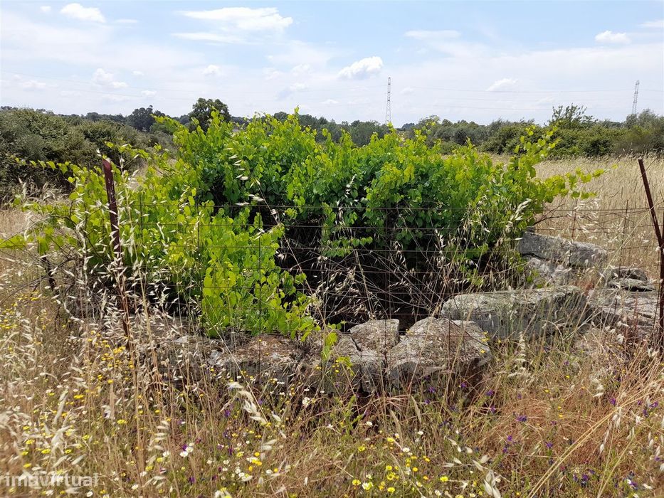 Terreno Rústico  Venda em Alcains,Castelo Branco — Alcains, Castelo Branco