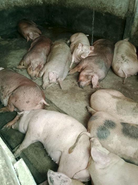 Продам великі свині