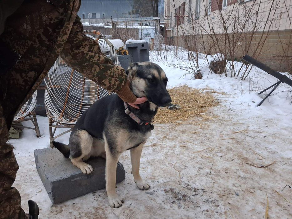 Собачки у добрі руки