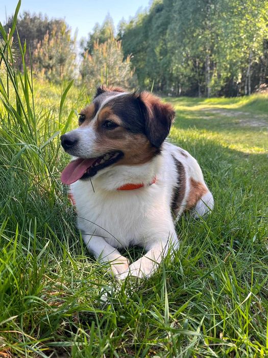 czaruś w schronisku w lututowie aktualne