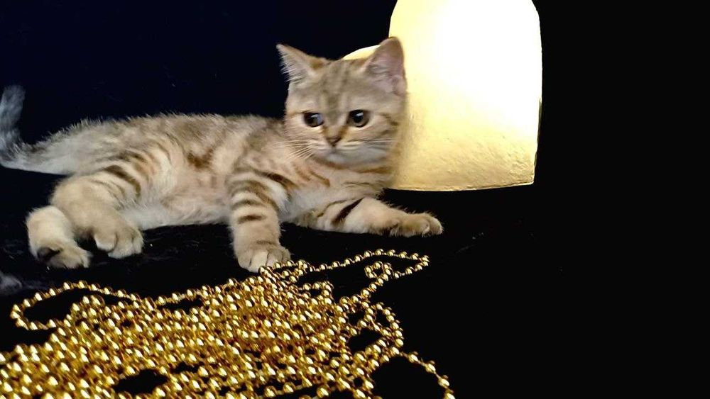 Золоті мармурові ,чистокровні шиншилки .Scottish fold. Кошенята.