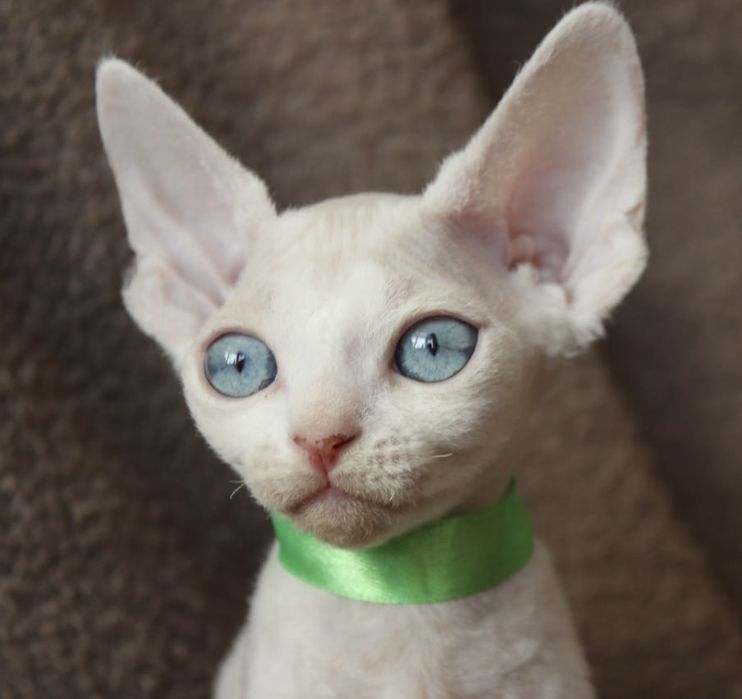 Кошенята девон-рекс