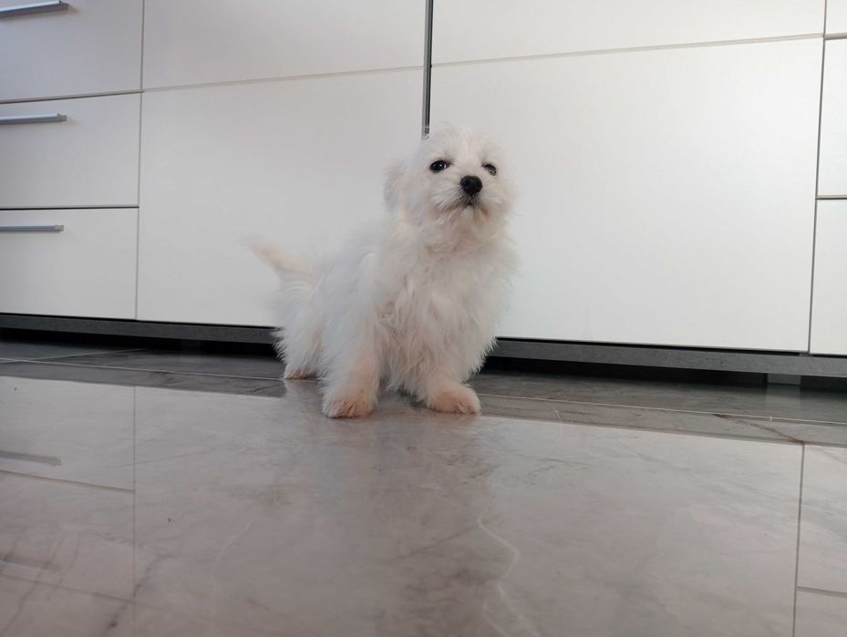 Maltańczyk szczeniaczek suczka .