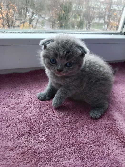 Бронювання шотланських котиків