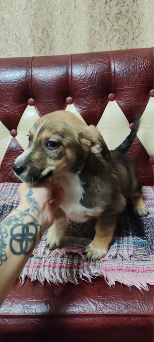 Віддамо в добрі руки