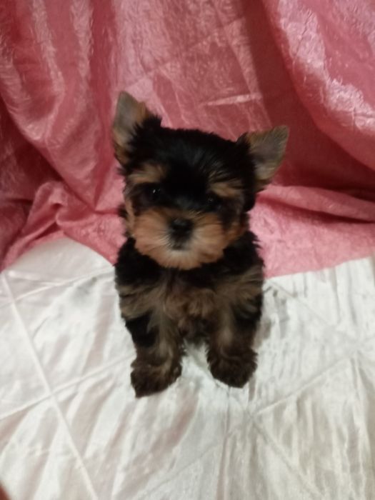 Мальчишки  беби - фейс