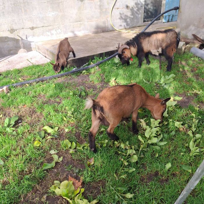 Cabras anas machos e femeas