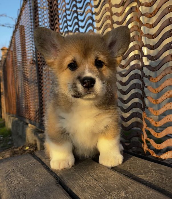 Чарівна дівчинка Уна