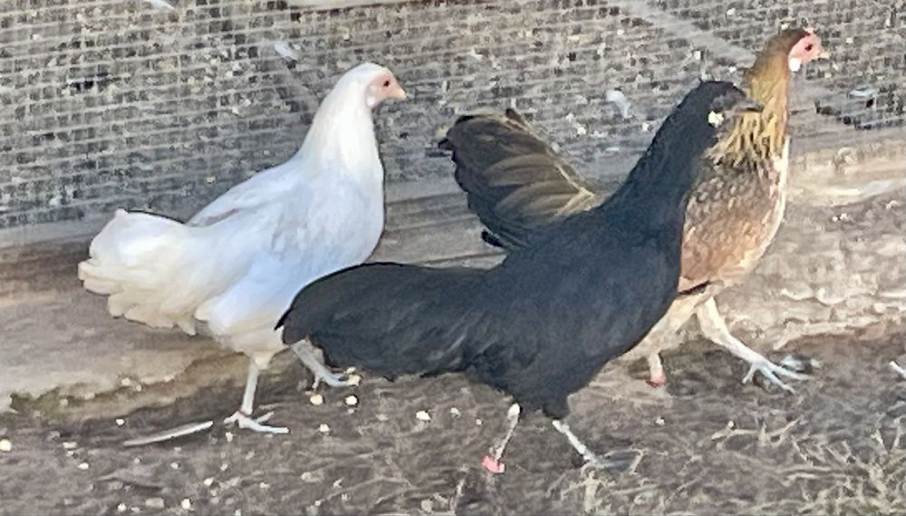 Fenix de varias cores