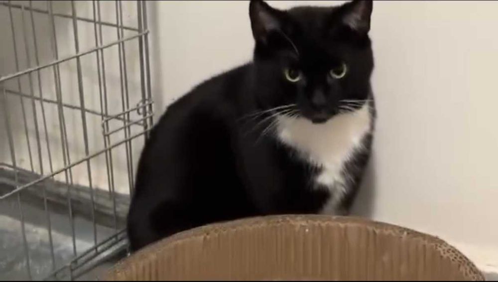 MARTIN – koci dżentelmen w białych skarpetkach